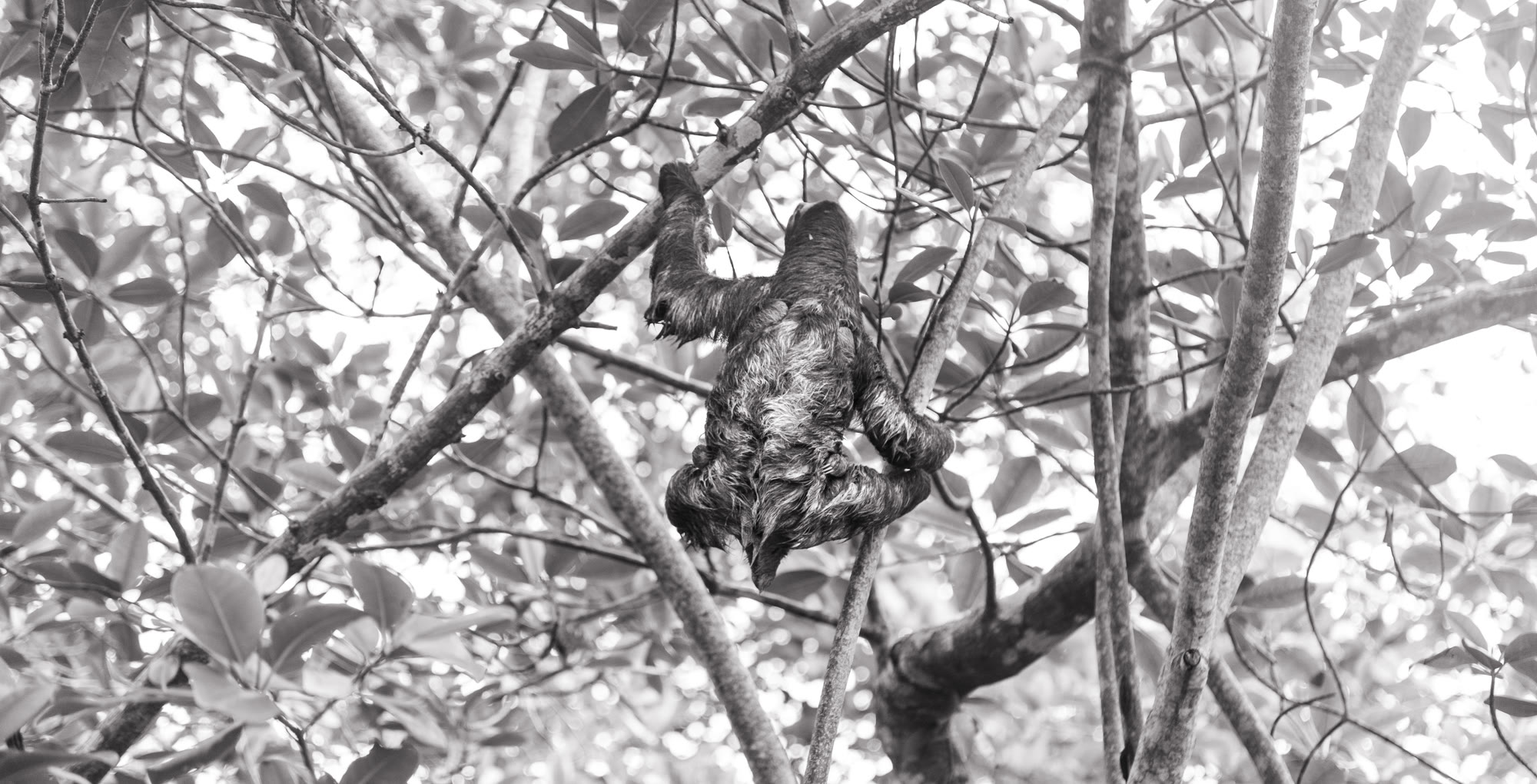 A black and white photograph of a sloth hanging upside down from thin tree branches in a sun-dappled canopy