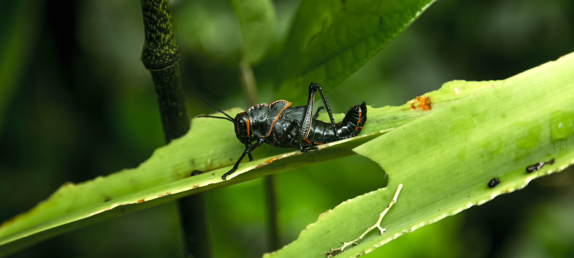 A macro photograph of a black and orange grasshopper perched on a green leaf in a lush tropical forest